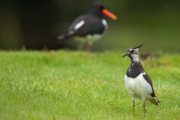 Kiebitz (Vanellus vanellus)