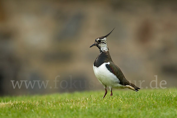 Kiebitz (Vanellus vanellus)