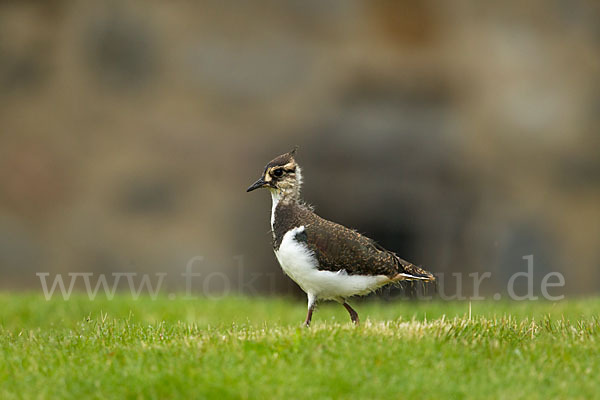 Kiebitz (Vanellus vanellus)