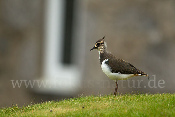 Kiebitz (Vanellus vanellus)