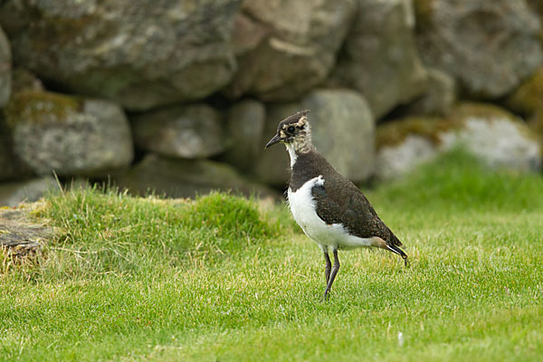 Kiebitz (Vanellus vanellus)