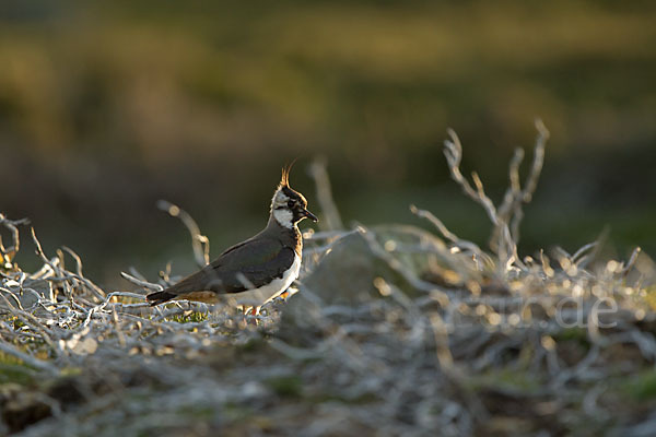 Kiebitz (Vanellus vanellus)