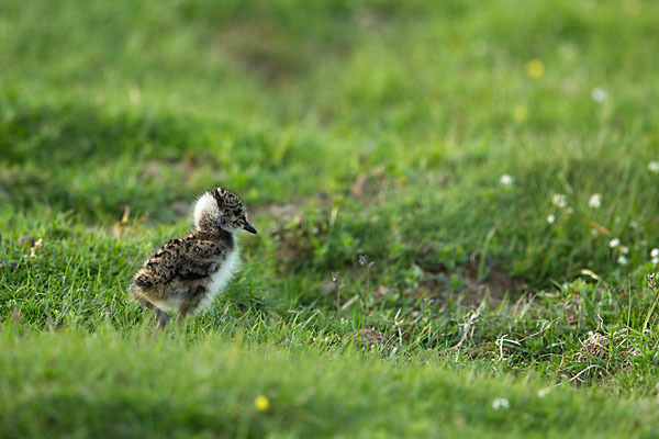 Kiebitz (Vanellus vanellus)