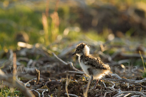 Kiebitz (Vanellus vanellus)