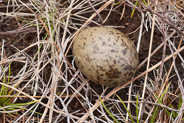 Kiebitz (Vanellus vanellus)