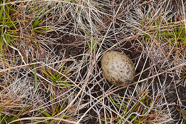 Kiebitz (Vanellus vanellus)