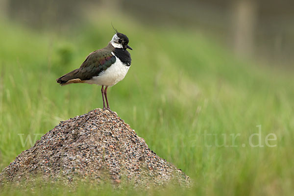 Kiebitz (Vanellus vanellus)