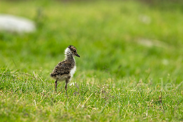 Kiebitz (Vanellus vanellus)