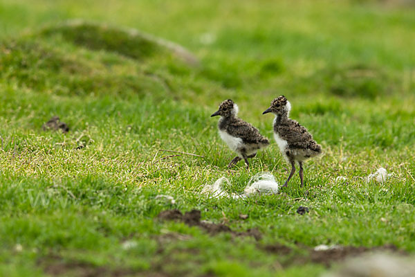 Kiebitz (Vanellus vanellus)