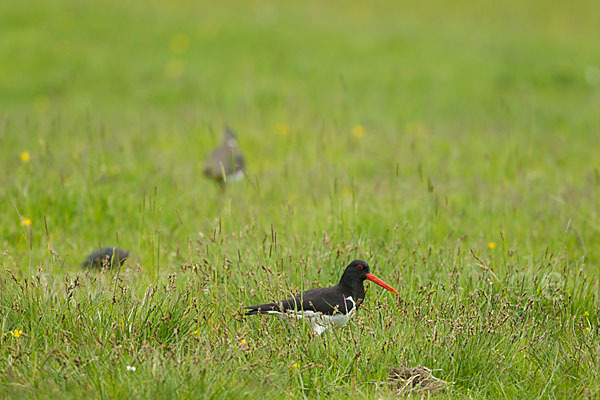 Kiebitz (Vanellus vanellus)