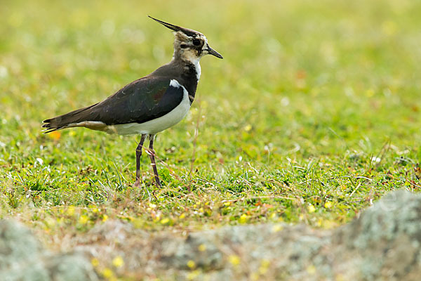 Kiebitz (Vanellus vanellus)