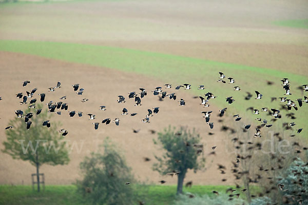 Kiebitz (Vanellus vanellus)