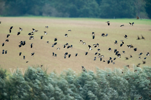 Kiebitz (Vanellus vanellus)