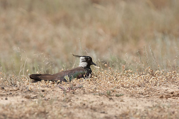 Kiebitz (Vanellus vanellus)