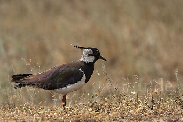 Kiebitz (Vanellus vanellus)