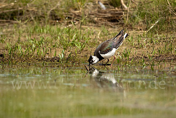 Kiebitz (Vanellus vanellus)