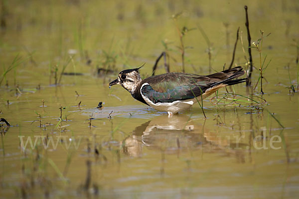 Kiebitz (Vanellus vanellus)