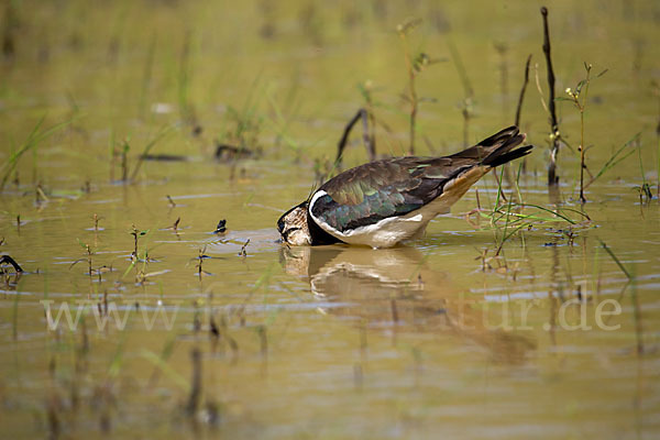 Kiebitz (Vanellus vanellus)