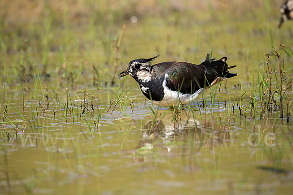 Kiebitz (Vanellus vanellus)