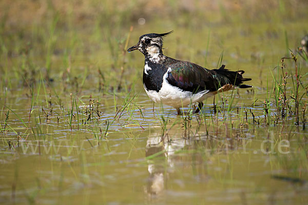 Kiebitz (Vanellus vanellus)