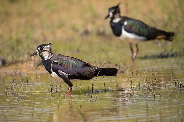 Kiebitz (Vanellus vanellus)