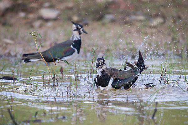 Kiebitz (Vanellus vanellus)