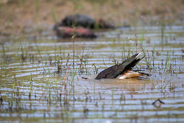 Kiebitz (Vanellus vanellus)