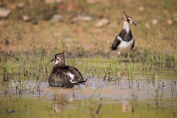 Kiebitz (Vanellus vanellus)