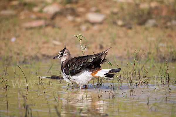 Kiebitz (Vanellus vanellus)