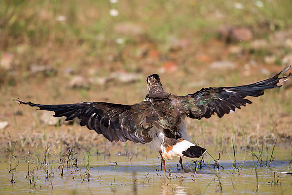 Kiebitz (Vanellus vanellus)