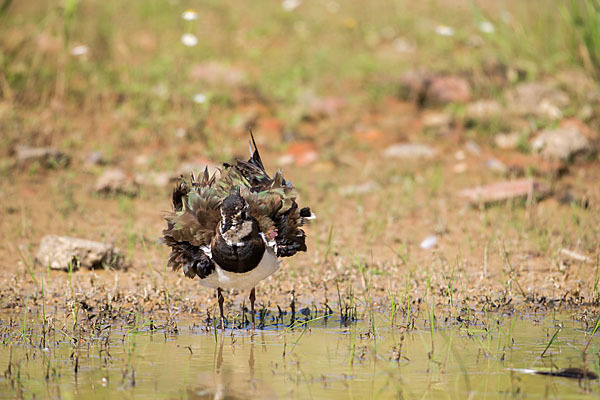 Kiebitz (Vanellus vanellus)