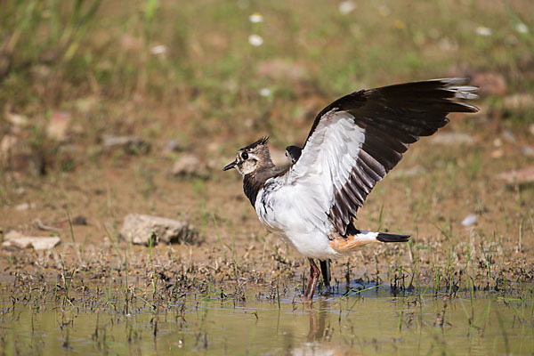 Kiebitz (Vanellus vanellus)