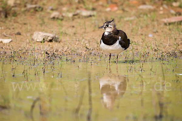 Kiebitz (Vanellus vanellus)