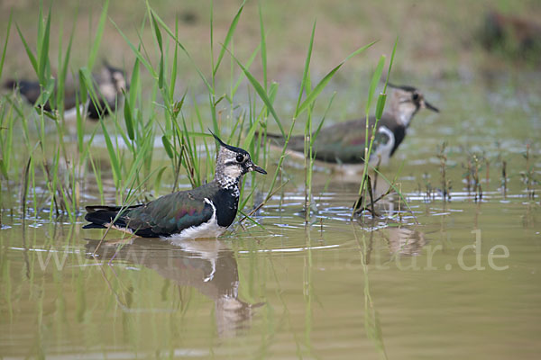 Kiebitz (Vanellus vanellus)