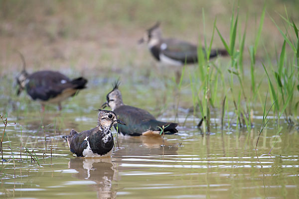 Kiebitz (Vanellus vanellus)