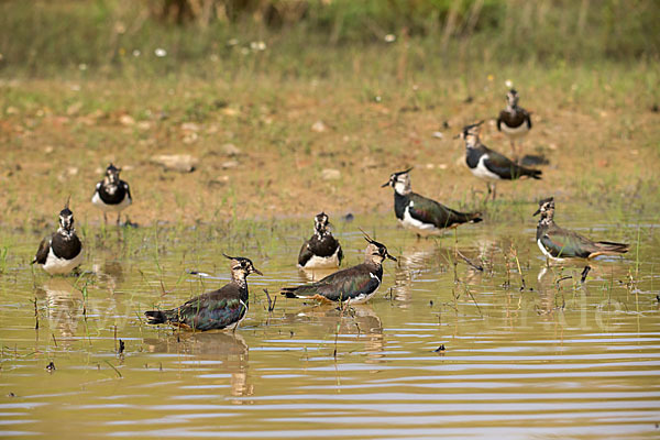 Kiebitz (Vanellus vanellus)