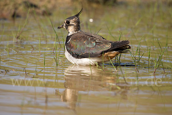 Kiebitz (Vanellus vanellus)