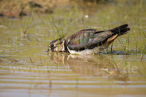 Kiebitz (Vanellus vanellus)