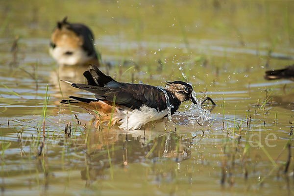 Kiebitz (Vanellus vanellus)