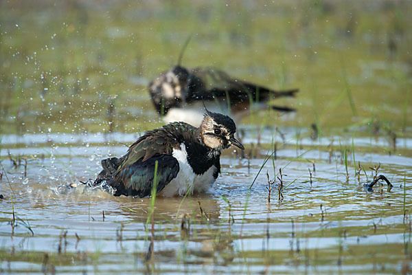 Kiebitz (Vanellus vanellus)