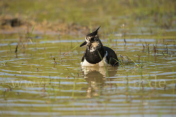 Kiebitz (Vanellus vanellus)