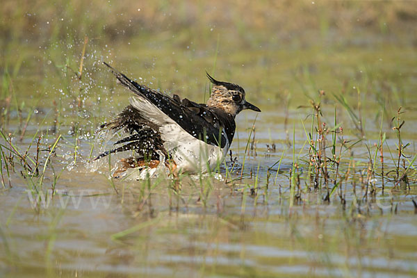 Kiebitz (Vanellus vanellus)