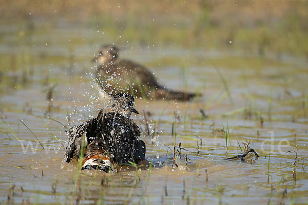 Kiebitz (Vanellus vanellus)