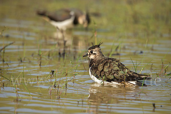 Kiebitz (Vanellus vanellus)