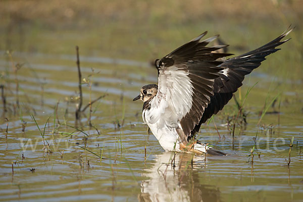 Kiebitz (Vanellus vanellus)