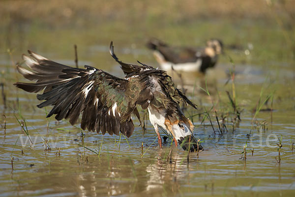 Kiebitz (Vanellus vanellus)