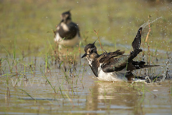 Kiebitz (Vanellus vanellus)