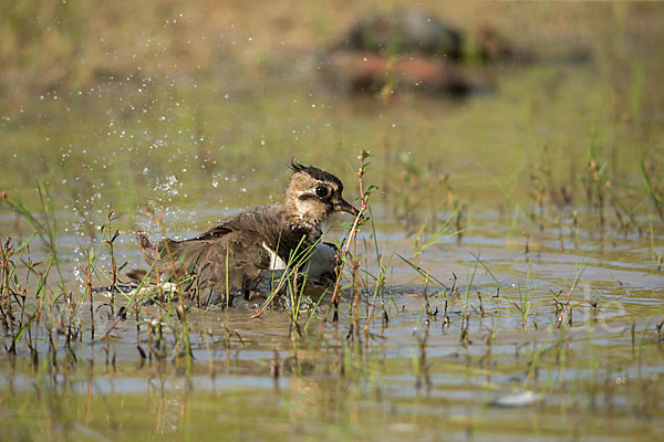 Kiebitz (Vanellus vanellus)