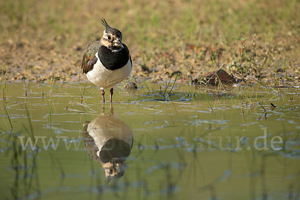 Kiebitz (Vanellus vanellus)