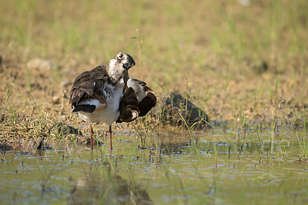 Kiebitz (Vanellus vanellus)